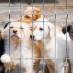 Bagé cria política para casos de acúmulo de animais e avança na proteção da saúde pública