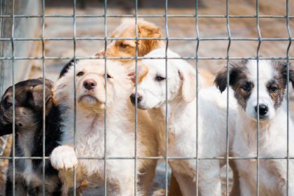 Bagé cria política para casos de acúmulo de animais e avança na proteção da saúde pública