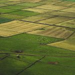 Vista aérea de campos agrícolas em mosaico, com vacas pastando entre as áreas cultivadas.