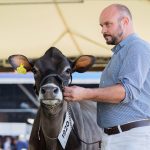 Apresentador conduz um bovino durante uma exposição pecuária em ambiente interno.